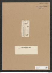 Diatomeae indet. Zeichnungen Sammlung Grunow Nr. 4480 (NHMW-BOT-W0372437)